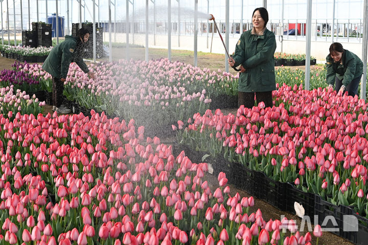 [용인=뉴시스] 김종택 기자 = 10일 경기 용인시 에버랜드 식물하우스에서 직원들이 피어나기 시작한 튤립에 물을 주고 있다.에버랜드는 오는 20일부터 4월30일 까지 튤립, 수선화, 무스카리 등 100여 종 120만 송이 봄꽃이 만발하는 튤립축제를 개최한다. 2026.03.10. jtk@newsis.com