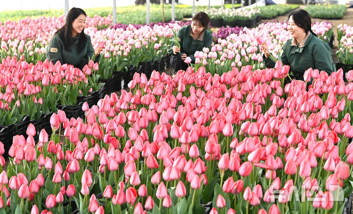 [용인=뉴시스] 김종택 기자 = 10일 경기 용인시 에버랜드 식물하우스에서 직원들이 피어나기 시작한 튤립을 살펴보고 있다.에버랜드는 오는 20일부터 4월30일 까지 튤립, 수선화, 무스카리 등 100여 종 120만 송이 봄꽃이 만발하는 튤립축제를 개최한다. 2026.03.10. jtk@newsis.com