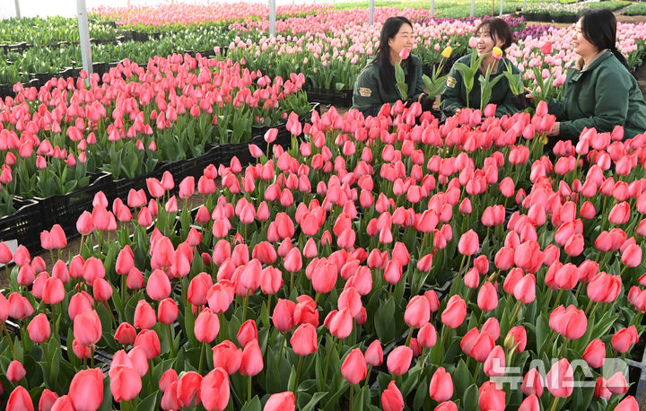 [용인=뉴시스] 김종택 기자 = 10일 경기 용인시 에버랜드 식물하우스에서 직원들이 피어나기 시작한 튤립을 살펴보고 있다.에버랜드는 오는 20일부터 4월30일 까지 튤립, 수선화, 무스카리 등 100여 종 120만 송이 봄꽃이 만발하는 튤립축제를 개최한다. 2026.03.10. jtk@newsis.com