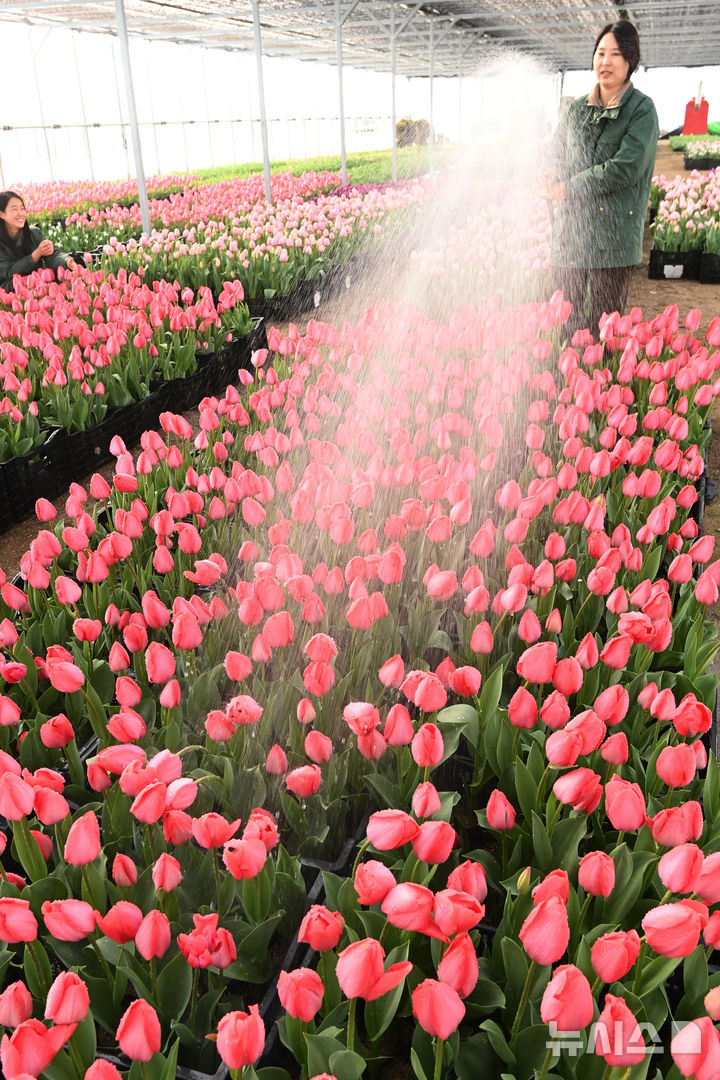 [용인=뉴시스] 김종택 기자 = 10일 경기 용인시 에버랜드 식물하우스에서 직원들이 피어나기 시작한 튤립에 물을 주고 있다.에버랜드는 오는 20일부터 4월30일 까지 튤립, 수선화, 무스카리 등 100여 종 120만 송이 봄꽃이 만발하는 튤립축제를 개최한다. 2026.03.10. jtk@newsis.com