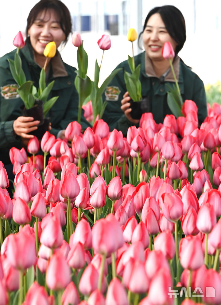 [용인=뉴시스] 김종택 기자 = 10일 경기 용인시 에버랜드 식물하우스에서 직원들이 피어나기 시작한 튤립을 살펴보고 있다.에버랜드는 오는 20일부터 4월30일 까지 튤립, 수선화, 무스카리 등 100여 종 120만 송이 봄꽃이 만발하는 튤립축제를 개최한다. 2026.03.10. jtk@newsis.com