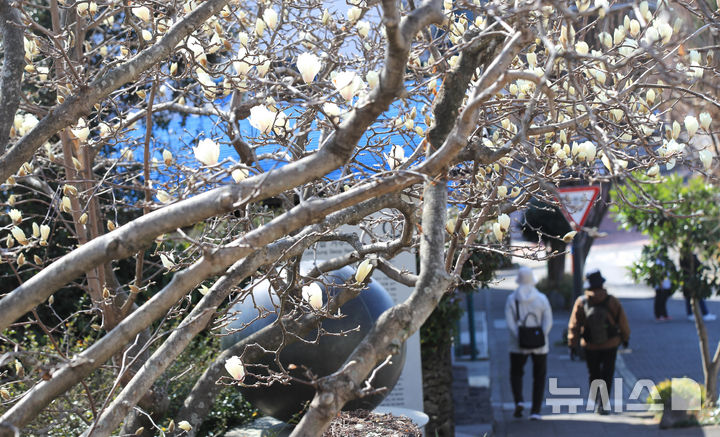 [서귀포=뉴시스] 우장호 기자 = 맑은 날씨를 보인 10일 오전 제주 서귀포시 서귀동 이중섭 거주지에 목련꽃이 활짝 피어나 지나는 이들의 시선을 끌고 있다. 2026.03.10. woo1223@newsis.com