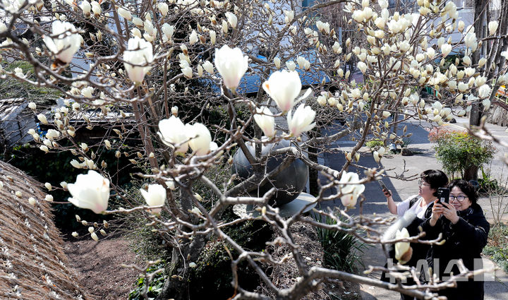[서귀포=뉴시스] 우장호 기자 = 맑은 날씨를 보인 10일 오전 제주 서귀포시 서귀동 이중섭 거주지에 목련꽃이 활짝 피어나 지나는 이들의 시선을 끌고 있다. 2026.03.10. woo1223@newsis.com