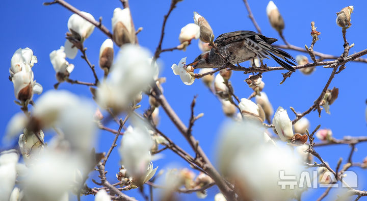 [서귀포=뉴시스] 우장호 기자 = 맑은 날씨를 보인 10일 오전 제주 서귀포시 서귀동 이중섭 거주지에 목련꽃이 활짝 피어나자 직박구리가 날아와 먹이활동을 하고 있다. 2026.03.10. woo1223@newsis.com