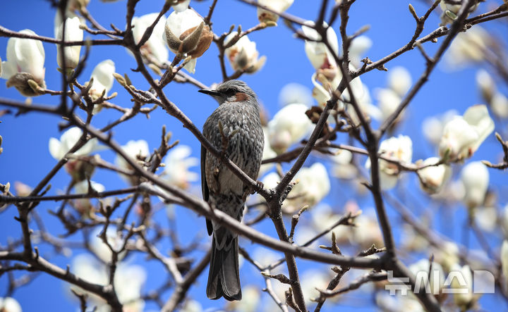 [서귀포=뉴시스] 우장호 기자 = 맑은 날씨를 보인 10일 오전 제주 서귀포시 서귀동 이중섭 거주지에 목련꽃이 활짝 피어나자 직박구리가 날아와 먹이활동을 하고 있다. 2026.03.10. woo1223@newsis.com