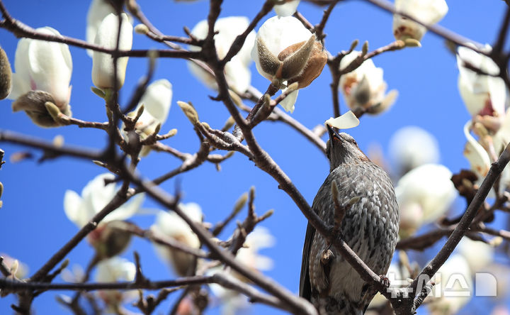 [서귀포=뉴시스] 우장호 기자 = 맑은 날씨를 보인 10일 오전 제주 서귀포시 서귀동 이중섭 거주지에 목련꽃이 활짝 피어나자 직박구리가 날아와 꽃잎을 먹고 있다. 2026.03.10. woo1223@newsis.com