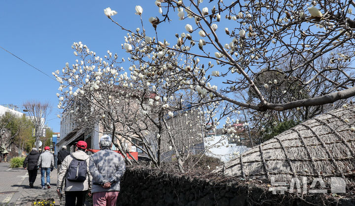 [서귀포=뉴시스] 우장호 기자 = 맑은 날씨를 보인 10일 오전 제주 서귀포시 서귀동 이중섭 거주지에 목련꽃이 활짝 피어나 지나는 이들의 시선을 끌고 있다. 2026.03.10. woo1223@newsis.com
