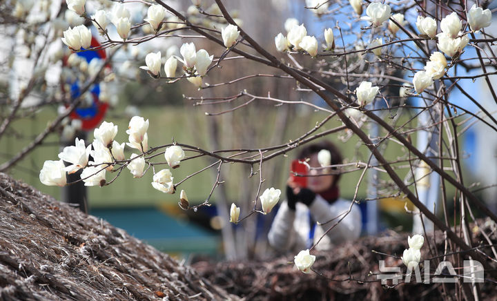 [서귀포=뉴시스] 우장호 기자 = 맑은 날씨를 보인 10일 오전 제주 서귀포시 서귀동 이중섭 거주지에 목련꽃이 활짝 피어나 지나는 이들의 시선을 끌고 있다. 2026.03.10. woo1223@newsis.com