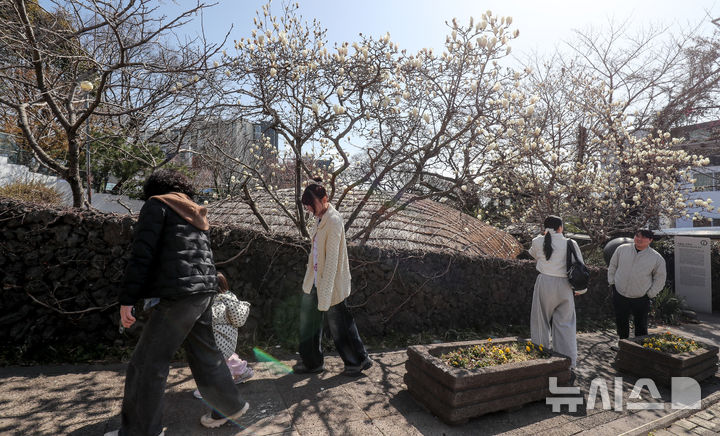 [서귀포=뉴시스] 우장호 기자 = 맑은 날씨를 보인 10일 오전 제주 서귀포시 서귀동 이중섭 거주지에 목련꽃이 활짝 피어나 지나는 이들의 시선을 끌고 있다. 2026.03.10. woo1223@newsis.com