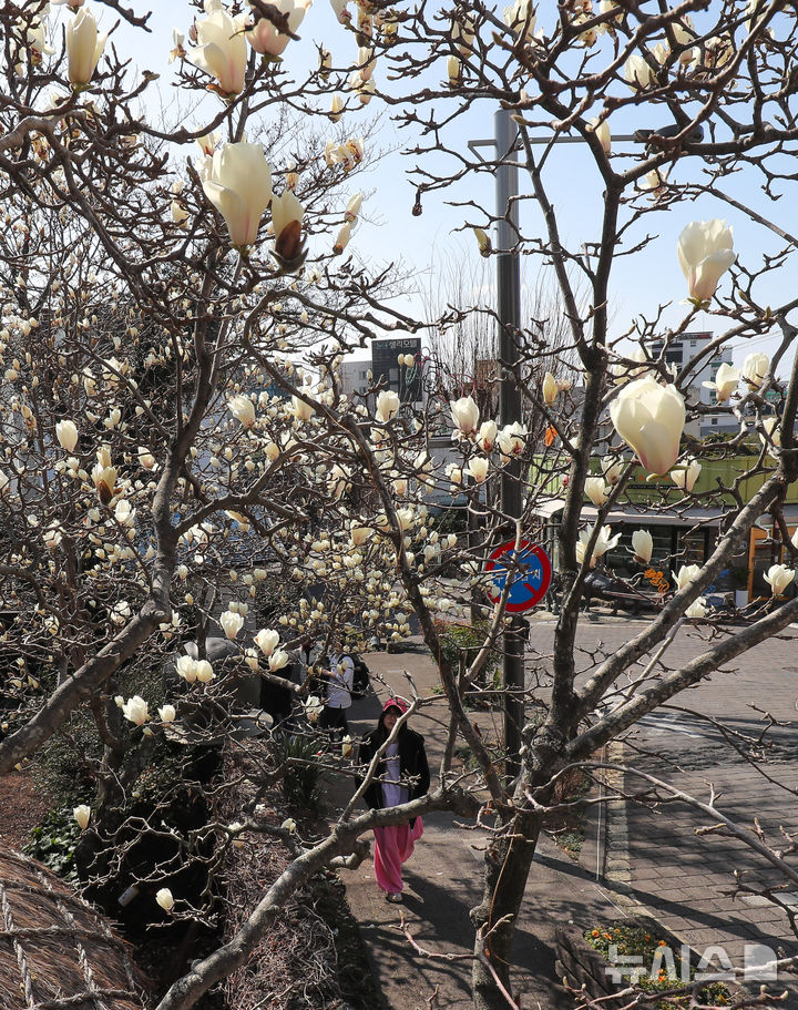 [서귀포=뉴시스] 우장호 기자 = 맑은 날씨를 보인 10일 오전 제주 서귀포시 서귀동 이중섭 거주지에 목련꽃이 활짝 피어나 지나는 이들의 시선을 끌고 있다. 2026.03.10. woo1223@newsis.com