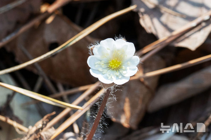 [남해=뉴시스] 차용현 기자 = 10일 오전 경남 남해군 창선면 인근 산기슭에 봄의 전령 노루귀꽃이 활짝 꽃망울을 터뜨려 봄 소식을 전하고 있다. 2026.03.10. con@newsis.com