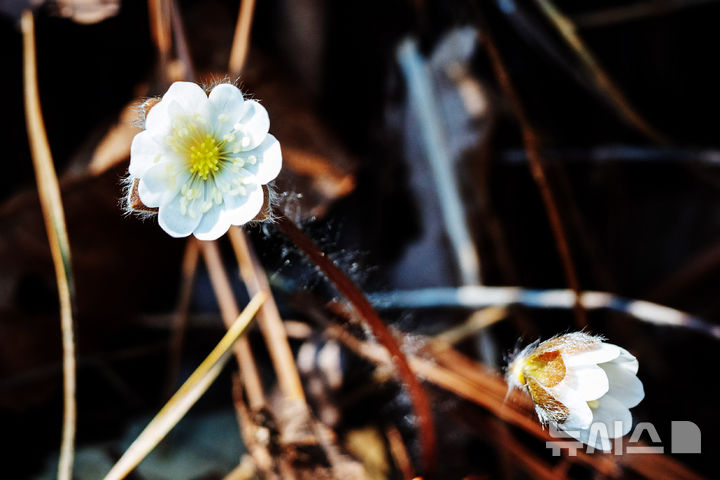 [남해=뉴시스] 차용현 기자 = 10일 오전 경남 남해군 창선면 인근 산기슭에 봄의 전령 노루귀꽃이 활짝 꽃망울을 터뜨려 봄 소식을 전하고 있다. 2026.03.10. con@newsis.com