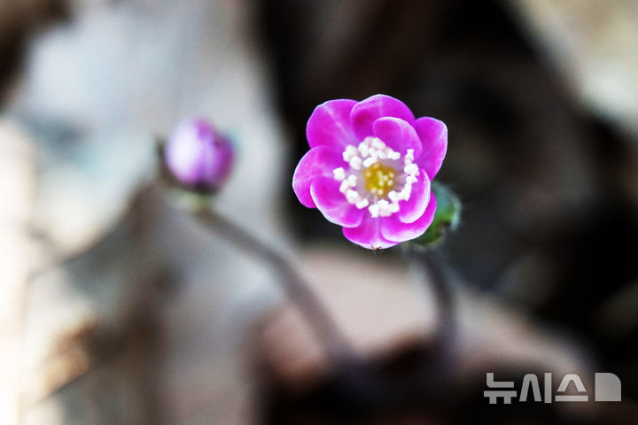 [남해=뉴시스] 차용현 기자 = 10일 오전 경남 남해군 창선면 인근 산기슭에 봄의 전령 노루귀꽃이 활짝 꽃망울을 터뜨려 봄 소식을 전하고 있다. 2026.03.10. con@newsis.com