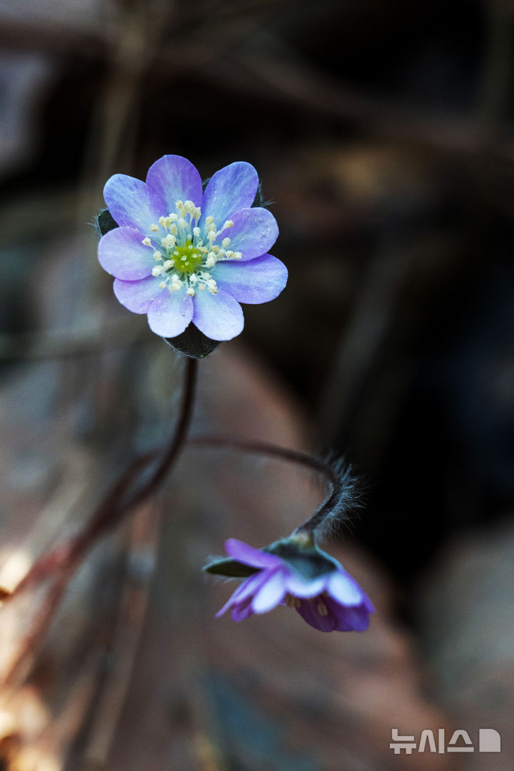 [남해=뉴시스] 차용현 기자 = 10일 오전 경남 남해군 창선면 인근 산기슭에 봄의 전령 노루귀꽃이 활짝 꽃망울을 터뜨려 봄 소식을 전하고 있다. 2026.03.10. con@newsis.com