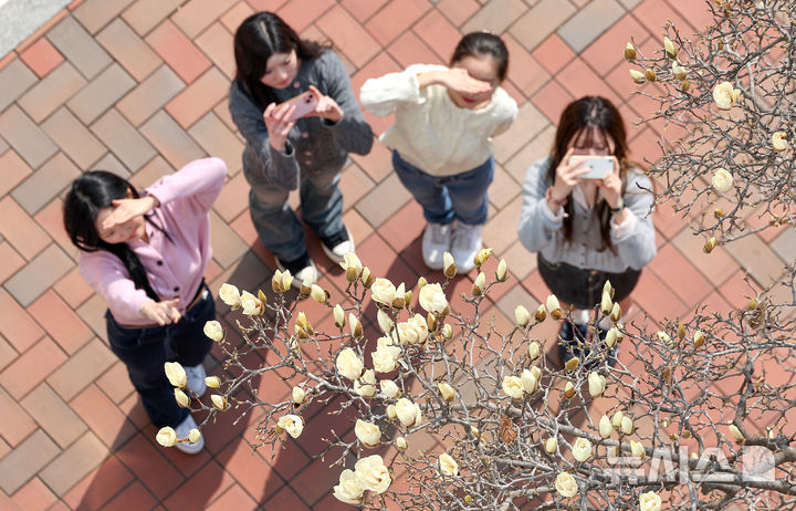 [대구=뉴시스] 이무열 기자 = 10일 대구 북구 영진전문대 캠퍼스에 목련이 꽃망울을 틔우고 있다. 2026.03.10. lmy@newsis.com