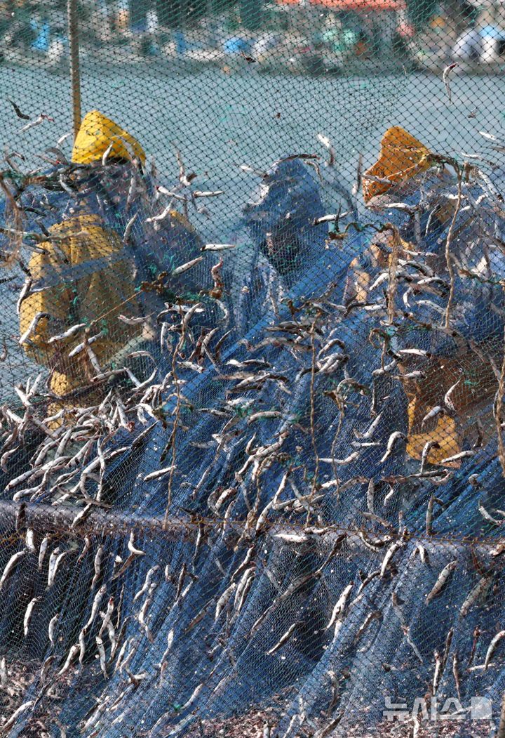 [부산=뉴시스] 하경민 기자 = 10일 오후 부산 기장군 대변항에서 어민과 외국인 노동자들이 갓 잡은 멸치를 그물에서 털어내고 있다. 봄철 기장멸치는 몸길이 10~15㎝로 구이용, 횟감용, 젓갈용 등 다양하게 이용되고 있다. 2026.03.10. yulnetphoto@newsis.com