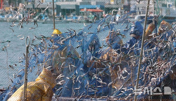 [부산=뉴시스] 하경민 기자 = 10일 오후 부산 기장군 대변항에서 어민과 외국인 노동자들이 갓 잡은 멸치를 그물에서 털어내고 있다. 봄철 기장멸치는 몸길이 10~15㎝로 구이용, 횟감용, 젓갈용 등 다양하게 이용되고 있다. 2026.03.10. yulnetphoto@newsis.com