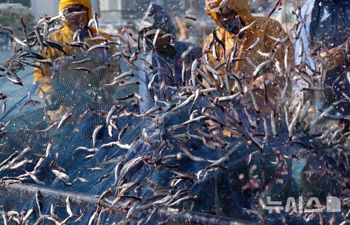 [부산=뉴시스] 하경민 기자 = 10일 오후 부산 기장군 대변항에서 어민과 외국인 노동자들이 갓 잡은 멸치를 그물에서 털어내고 있다. 봄철 기장멸치는 몸길이 10~15㎝로 구이용, 횟감용, 젓갈용 등 다양하게 이용되고 있다. 2026.03.10. yulnetphoto@newsis.com
