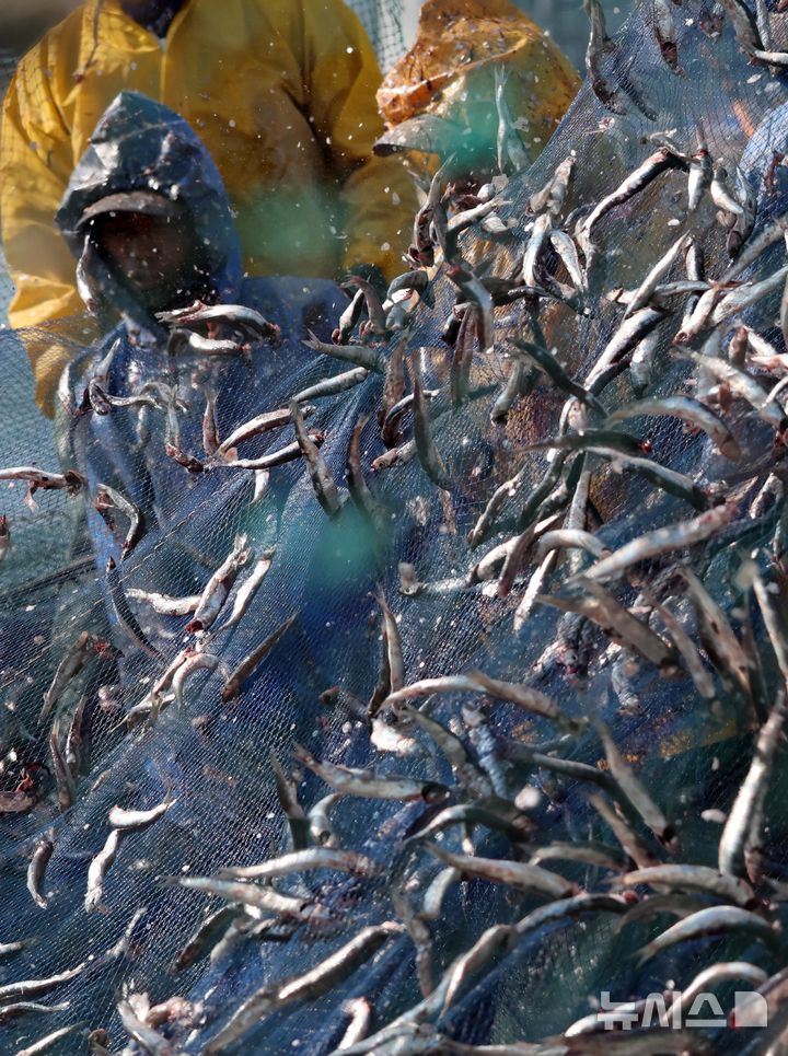 [부산=뉴시스] 하경민 기자 = 10일 오후 부산 기장군 대변항에서 어민과 외국인 노동자들이 갓 잡은 멸치를 그물에서 털어내고 있다. 봄철 기장멸치는 몸길이 10~15㎝로 구이용, 횟감용, 젓갈용 등 다양하게 이용되고 있다. 2026.03.10. yulnetphoto@newsis.com