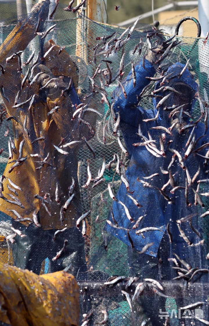 [부산=뉴시스] 하경민 기자 = 10일 오후 부산 기장군 대변항에서 어민과 외국인 노동자들이 갓 잡은 멸치를 그물에서 털어내고 있다. 봄철 기장멸치는 몸길이 10~15㎝로 구이용, 횟감용, 젓갈용 등 다양하게 이용되고 있다. 2026.03.10. yulnetphoto@newsis.com