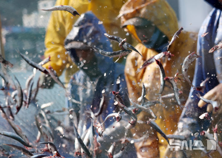 [부산=뉴시스] 하경민 기자 = 10일 오후 부산 기장군 대변항에서 어민과 외국인 노동자들이 갓 잡은 멸치를 그물에서 털어내고 있다. 봄철 기장멸치는 몸길이 10~15㎝로 구이용, 횟감용, 젓갈용 등 다양하게 이용되고 있다. 2026.03.10. yulnetphoto@newsis.com