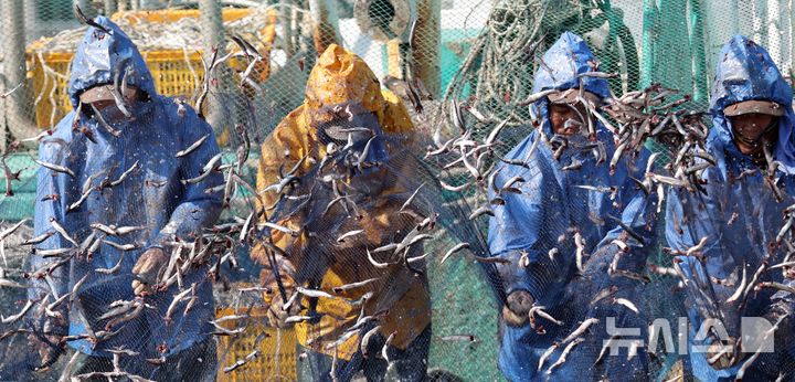 [부산=뉴시스] 하경민 기자 = 10일 오후 부산 기장군 대변항에서 어민과 외국인 노동자들이 갓 잡은 멸치를 그물에서 털어내고 있다. 봄철 기장멸치는 몸길이 10~15㎝로 구이용, 횟감용, 젓갈용 등 다양하게 이용되고 있다. 2026.03.10. yulnetphoto@newsis.com