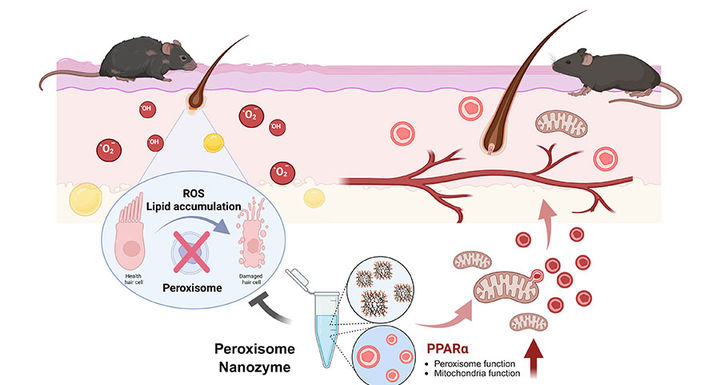 원광대 자바대학원 진은정 교수팀이 규명한 '퍼록시좀 기반 탈모 원인' 관련 자료(사진=원광대 제공) *재판매 및 DB 금지