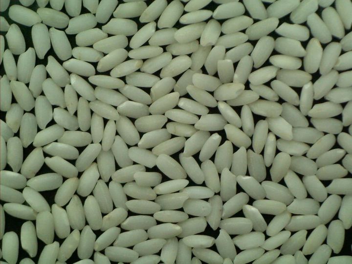 [세종=뉴시스] 농촌진흥청이 개발한 가공용 찰벼 품종 '미르찰'의 소비가 늘면서 전국 재배면적이 빠르게 늘어 3년 만에 35배가 급증한 것으로 나타났다. 사진은 미르찰 백미. (사진 = 농진청 제공) 2026.03.11. *재판매 및 DB 금지