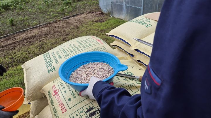 [홍천=뉴시스] 11일 홍천군(군수 신영재)은 올해 안정적인 찰옥수수 종자 생산 기반을 구축하기 위해 찰옥수수 채종 단지를 확대 조성한다고 밝혔다. 홍천군 제공. *재판매 및 DB 금지