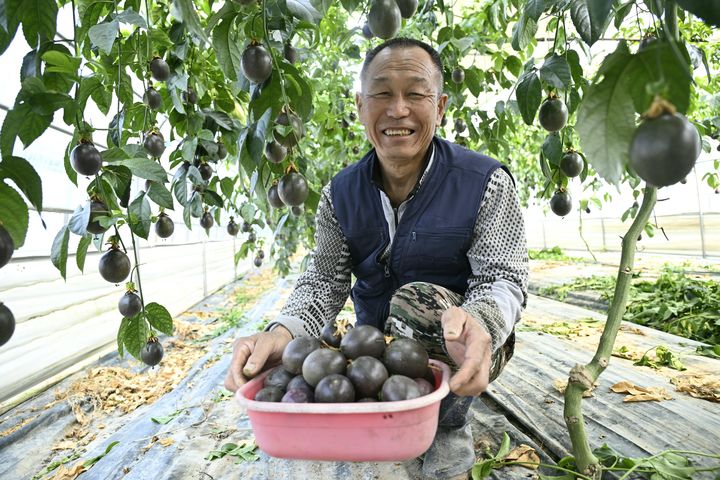 [남원=뉴시스] 남원의 한 과수농업인이 수확한 백향과 들어 보이며 웃음 짓고 있다. *재판매 및 DB 금지