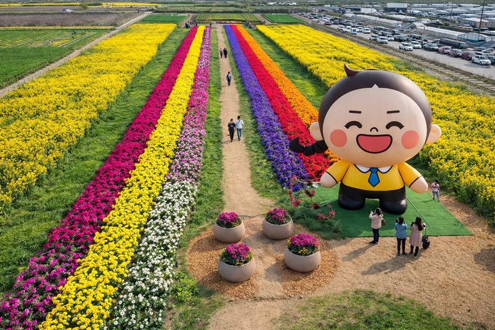 삼척맹방유채꽃 단지.(사진=삼척시 제공) *재판매 및 DB 금지