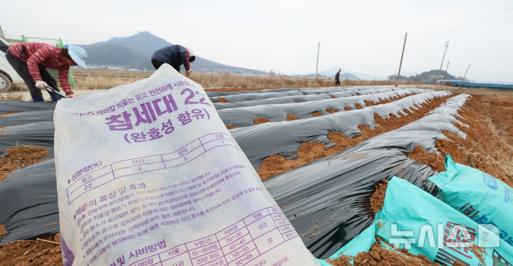 [인천=뉴시스] 전진환 기자 = 중동사태의 여파로 요소와 유황 등의 원자재 수급 불안으로 화학 비료 가격이 급등하는 가운데 11일 오후 인천 강화군의 한 감자밭에 하학비료가 놓여 있다. 2026.03.11. amin2@newsis.com