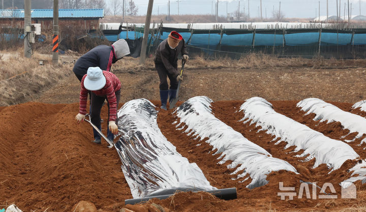 [인천=뉴시스] 전진환 기자 = 인천 강화군의 한 농장에서 농부들이 감자농사를 위해 이랑에 방초망을 덮고 있다. 2026.03.11. amin2@newsis.com