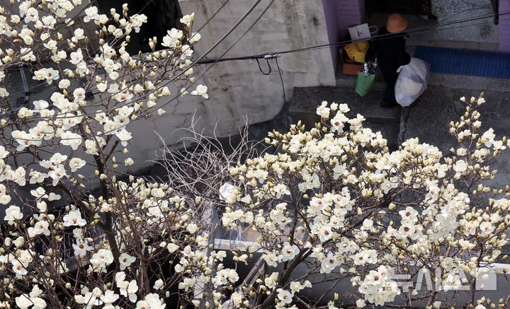 [부산=뉴시스] 하경민 기자 = 포근한 날씨를 보인 11일 부산 동구의 한 주택가에 목련이 만개해 시민들의 눈길을 사로잡고 있다. 2026.03.11. yulnetphoto@newsis.com