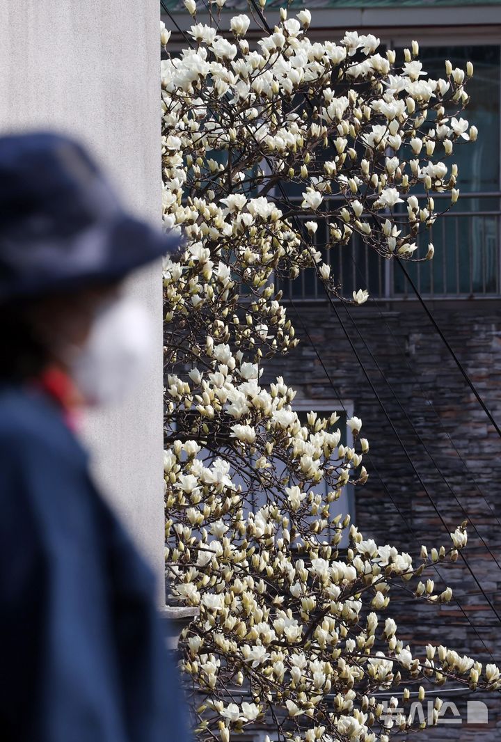 [부산=뉴시스] 하경민 기자 = 포근한 날씨를 보인 11일 부산 동구의 한 주택가에 목련이 만개해 시민들의 눈길을 사로잡고 있다. 2026.03.11. yulnetphoto@newsis.com