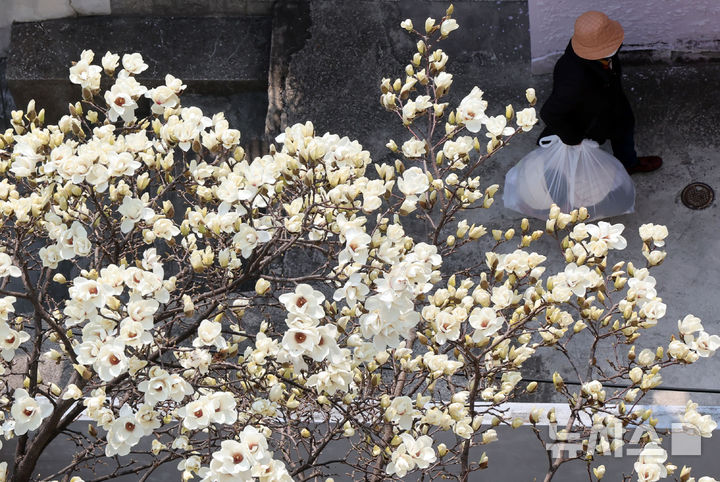 [부산=뉴시스] 하경민 기자 = 포근한 날씨를 보인 11일 부산 동구의 한 주택가에 목련이 만개해 시민들의 눈길을 사로잡고 있다. 2026.03.11. yulnetphoto@newsis.com