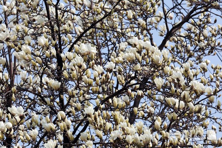 [부산=뉴시스] 하경민 기자 = 포근한 날씨를 보인 11일 부산 동구의 한 주택가에 목련이 만개해 시민들의 눈길을 사로잡고 있다. 2026.03.11. yulnetphoto@newsis.com