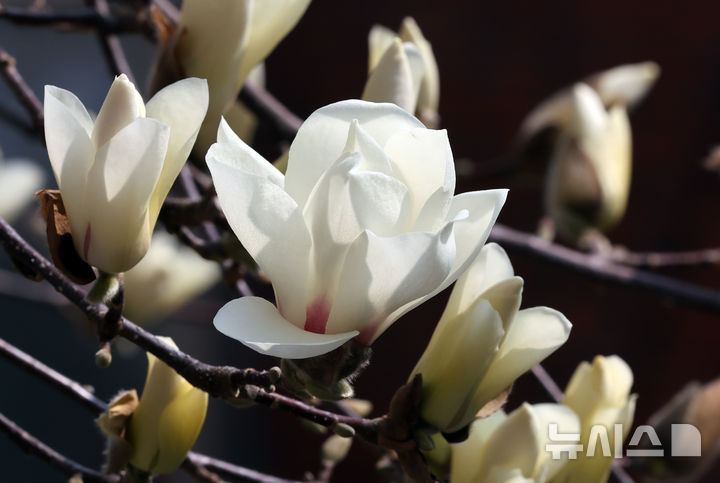 [부산=뉴시스] 하경민 기자 = 포근한 날씨를 보인 11일 부산 동구의 한 주택가에 목련이 만개해 시민들의 눈길을 사로잡고 있다. 2026.03.11. yulnetphoto@newsis.com