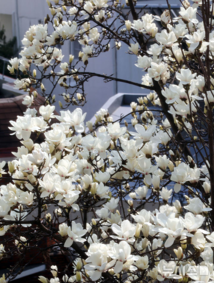 [부산=뉴시스] 하경민 기자 = 포근한 날씨를 보인 11일 부산 동구의 한 주택가에 목련이 만개해 시민들의 눈길을 사로잡고 있다. 2026.03.11. yulnetphoto@newsis.com