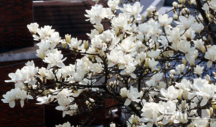 [부산=뉴시스] 하경민 기자 = 포근한 날씨를 보인 11일 부산 동구의 한 주택가에 목련이 만개해 시민들의 눈길을 사로잡고 있다. 2026.03.11. yulnetphoto@newsis.com