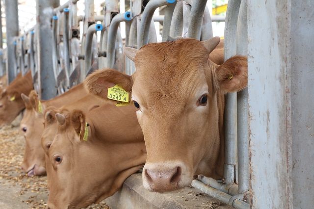 [춘천=뉴시스] 12일 강원특별자치도 축산기술연구소는 도 내 한우 개량을 위해 ‘2026년 우량 암소 수정란 이식 지원 사업’을 추진한다고 밝혔다.강원특별자치도 제공.&nbsp; *재판매 및 DB 금지