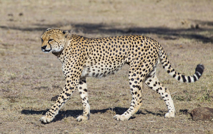 [뉴시스] 표범. *기사 본문과는 무관한 사진. (사진=유토이미지) *재판매 및 DB 금지