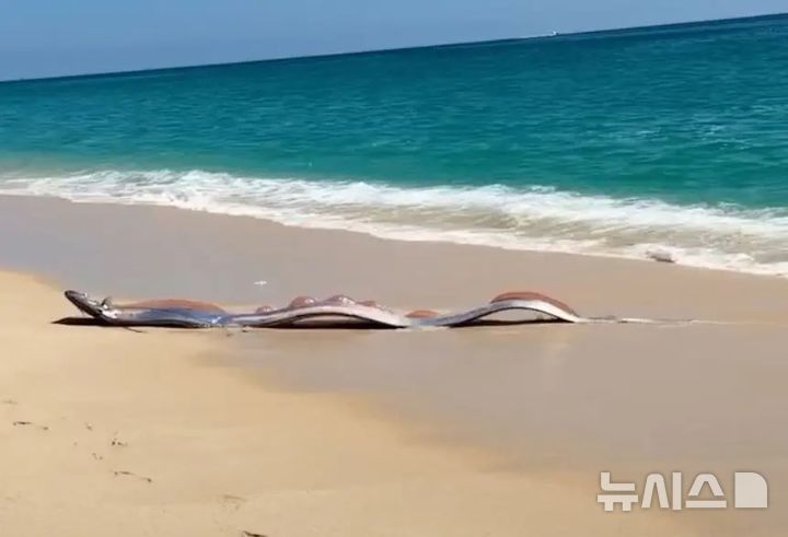 [서울=뉴시스] 멕시코의 한 해변에서 거대한 산갈치가 발견되어 관광객들을 놀라게 했다. (사진 출처: 인스타그램)