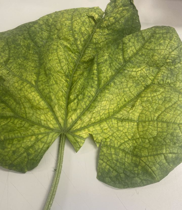 [진주=뉴시스]박과퇴록황화바이러스(CCYV).(사진=경남농업기술원 제공).2026.03.12.photo@newsis.com *재판매 및 DB 금지