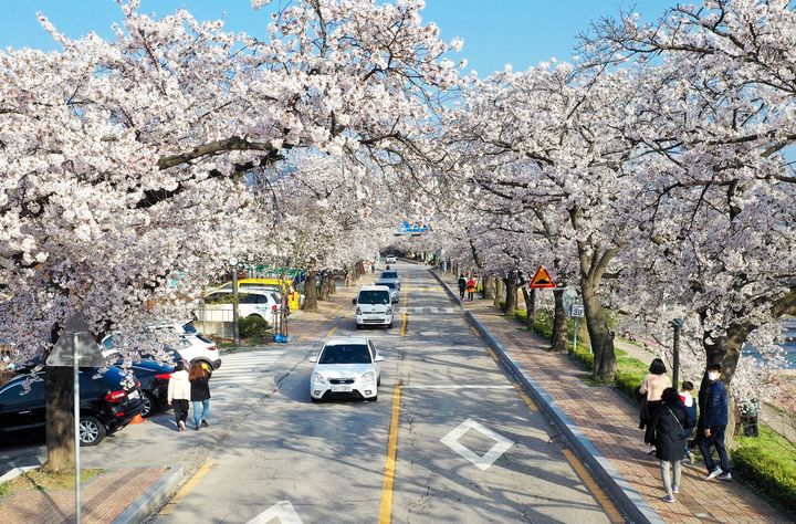 [정읍=뉴시스] 울창한 벚꽃터널을 이루고 있는 정읍벚꽃길. *재판매 및 DB 금지