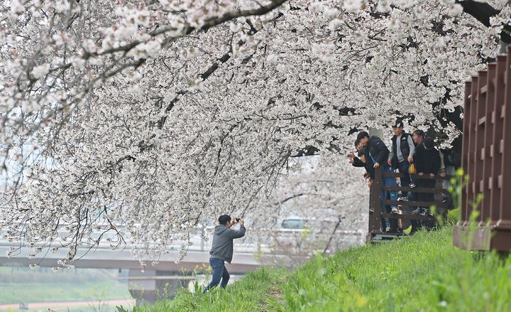 [정읍=뉴시스] 대표적 수향성 수목답게 정읍천을 향해 길게 가지를 뻗은 정읍천변 벚나무. *재판매 및 DB 금지