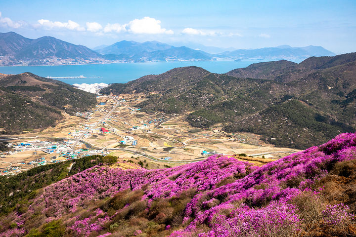 전남 여수시 영취산 진달래. (사진=승우여행사) *재판매 및 DB 금지