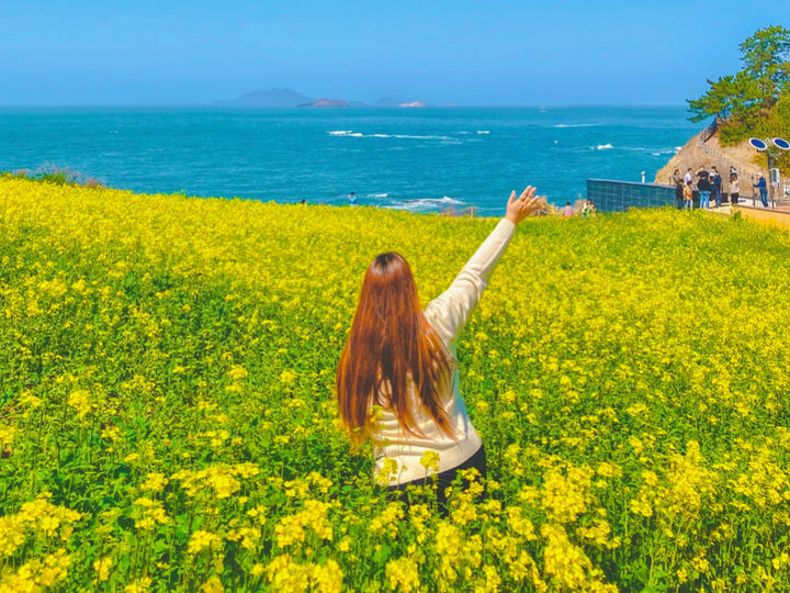 전북 부안군 변산마실길 유채꽃. (사진=승우여행사) *재판매 및 DB 금지
