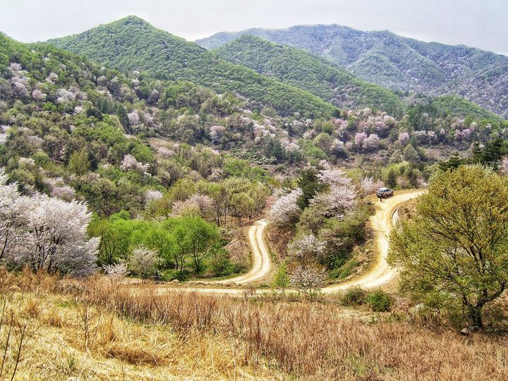 충남 금산군 보곡마을 ‘자진뱅이 둘레길’의 산벚꽃. (사진=승우여행사) *재판매 및 DB 금지