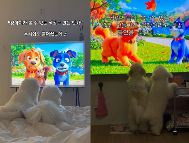 [뉴시스] 최근 견주들 사이에서 이른바 '강아지 전용 만화'가 인기를 끌고 있다. (사진=인스타그램 갈무리) *재판매 및 DB 금지